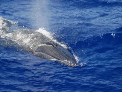 A Bryde&rsquo;s whale photographed in the Mariana Archipelago