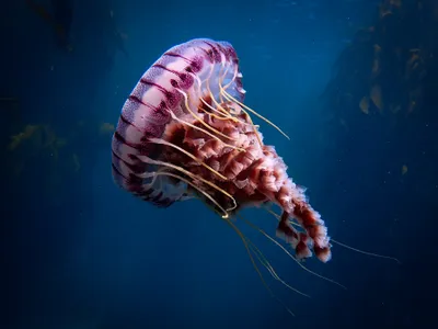 Jellyfish are among the planet&rsquo;s simplest creatures, made up of about 95 percent water and lacking brains, spines, blood or hearts.

