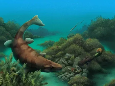 An artist imagines what&nbsp;Globidens alabamaensis would have looked like when present-day Texas was still submerged.
