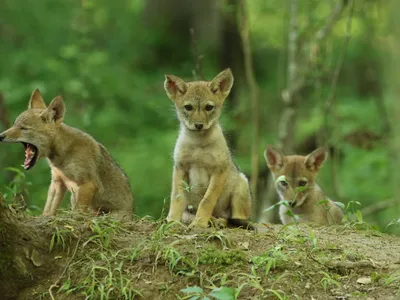 A new study suggests that coyotes, like the ones seen here, have the same face muscle as dogs that&#39;s used to make pleading &quot;puppy eyes.&quot;