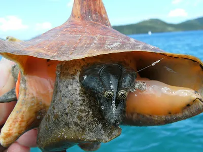 A researcher holds a juvenile queen conch. Adults can reach up to 12 inches in length.