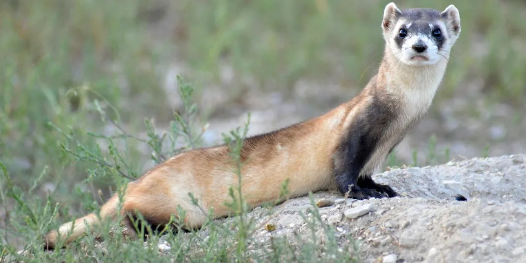 An adult black-footed ferret perches above his underground tunnel in the plains of Montana.