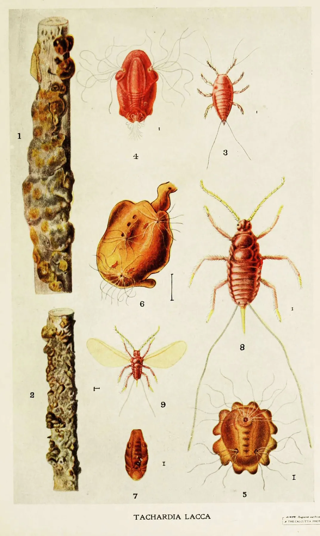 Lac insect