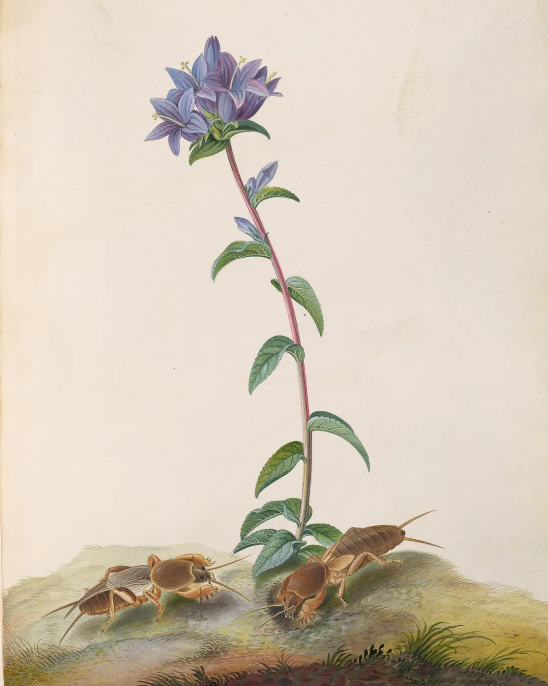 A mid-18th-century botanical sketch by Mary Parker, Countess of Macclesfield