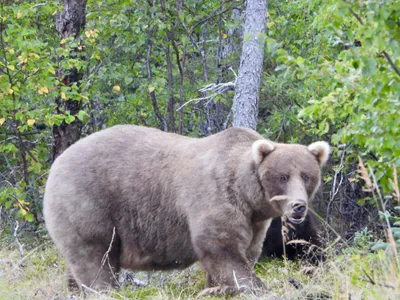 Grazer (128) is a back-to-back champion of Fat Bear Week&mdash;and the first working mother to win the popular online contest.