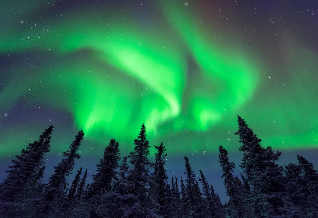 green northern lights make three large shapes over evergreen trees