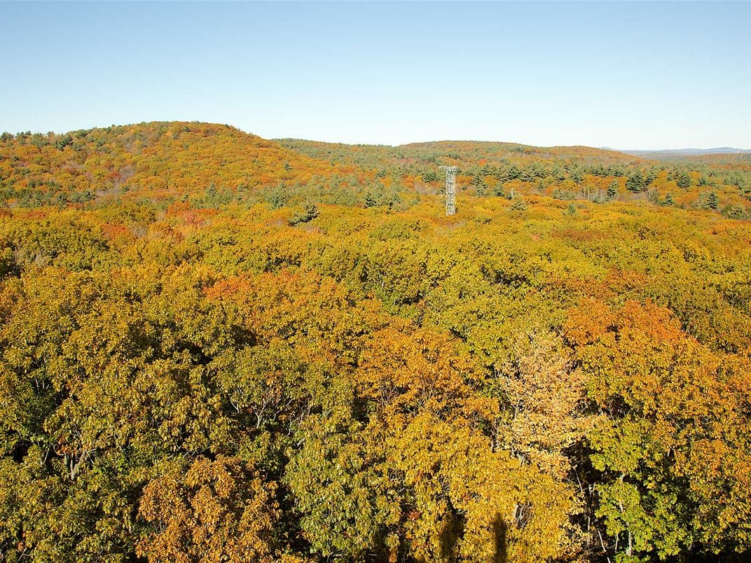 Harvard Forest