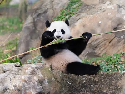 Bao Bao April 2015