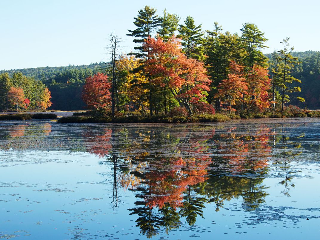 Harvard Pond