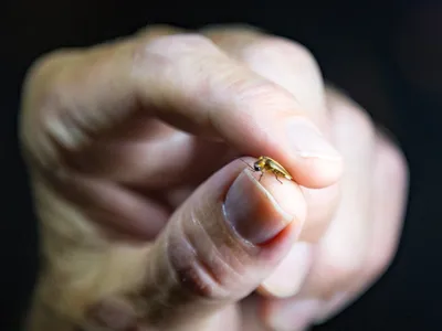 A biologist holds a Bethany Beach firefly, found on a survey in 2019. The dwindling species is now being considered for protection under the Endangered Species Act.