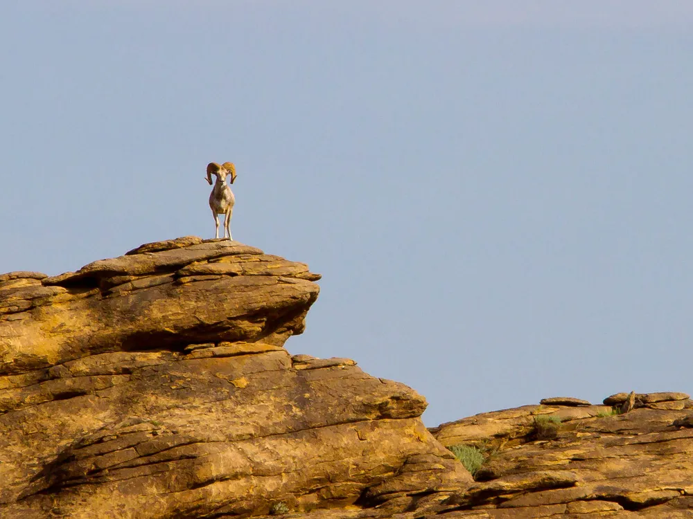 Argali sheep