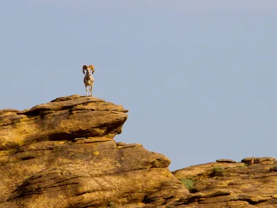 The Marco Polo sheep is a subspecies of argali, the largest living wild sheep.