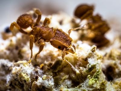 A worker of the fungus-farming ant species Mycetophylax asper, collected in Santa Catarina, Brazil, in 2014, on its fungus garden