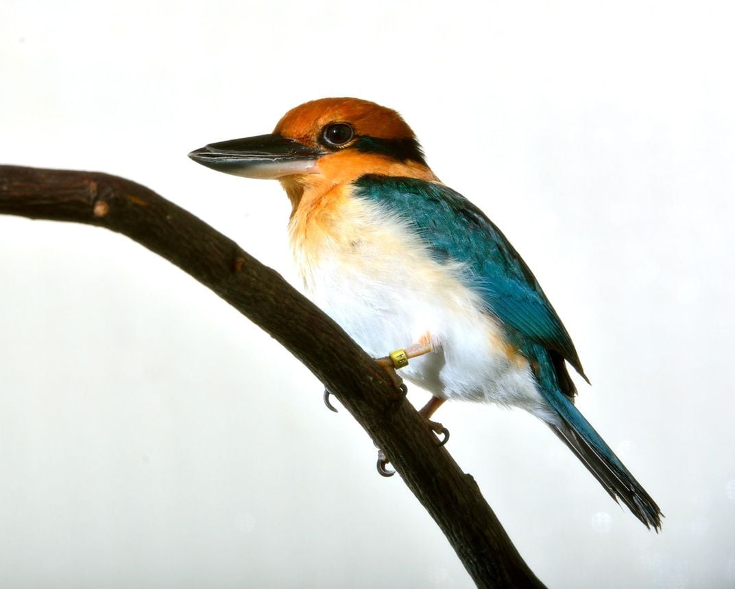 A female, adult Guam kingfisher is perched on a branch at the Smithsonian Conservation Biology Institute. She has bright orange feathers on her head, blue wing and tail feathers, and a strong beak.