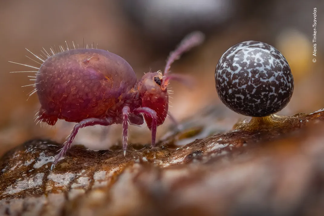 a tiny insect-like creature called a springtail appears red next to a black and white marbled orb that's a fruiting body of slime mold