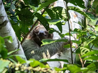 A sloth in its natural habitat in Costa Rica, where sloth populations have decreased in the past decade, according to Rebecca Cliffe, lead author of the research.
