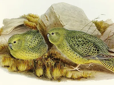 An illustration of night parrots by Elizabeth Gould, completed in 1890.