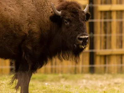 American bison