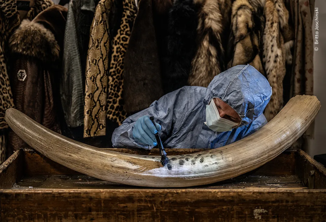 a person in protective gear dusts an elephant tusk for prints