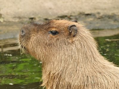 Cinnamon, the escaped capybara, was born at Hoo Zoo, along with her twin brother, Churro. They live there with their parents, Chimu and Chincha.