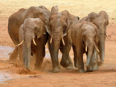 Elephants&#39; wrinkly trunks might serve a purpose and reveal whether the individual prefers to bend the handy appendage to the right or the left.