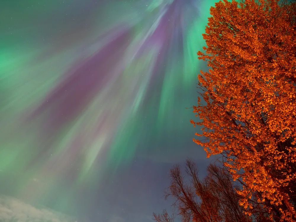 northern lights appear green and purple in the sky above an orange-looking tree