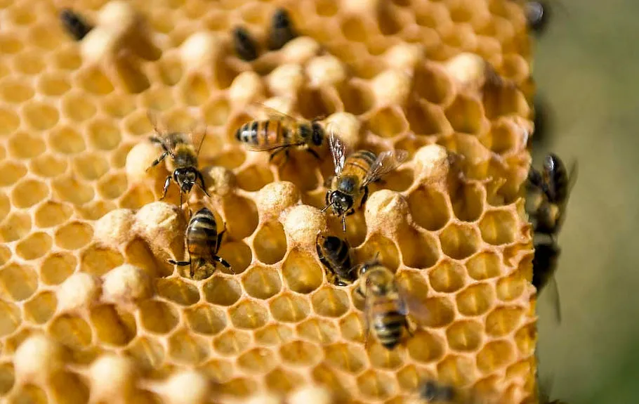 honey bees