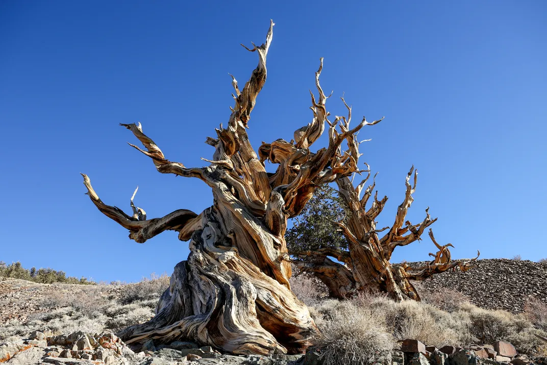 Methuselah