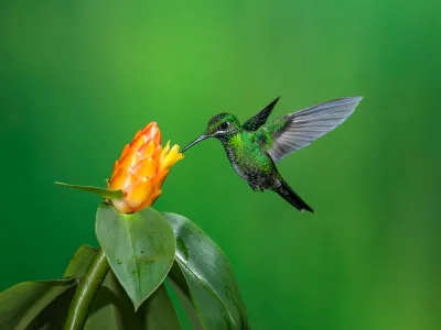 A green-crowned brilliant hummingbird feeds on a cactus flower in Costa Rica.&nbsp;