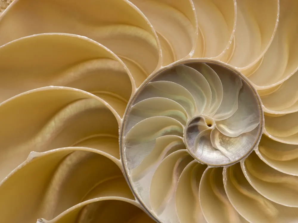 cross section of a chambered nautilus shell