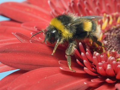 A buff-tailed bumblebee (Bombus terrestris), one of the species found in a recent study to have a diminished sense of smell after exposure to heat.