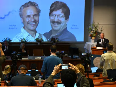 The Nobel Prize in Physiology or Medicine was awarded&nbsp;to Victor Ambros and Gary Ruvkun, who together discovered microRNA.