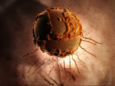 An illustration of a pluripotent stem cell, which can be coaxed to develop into various kinds of tissue
