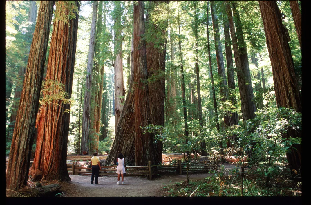 Redwoods