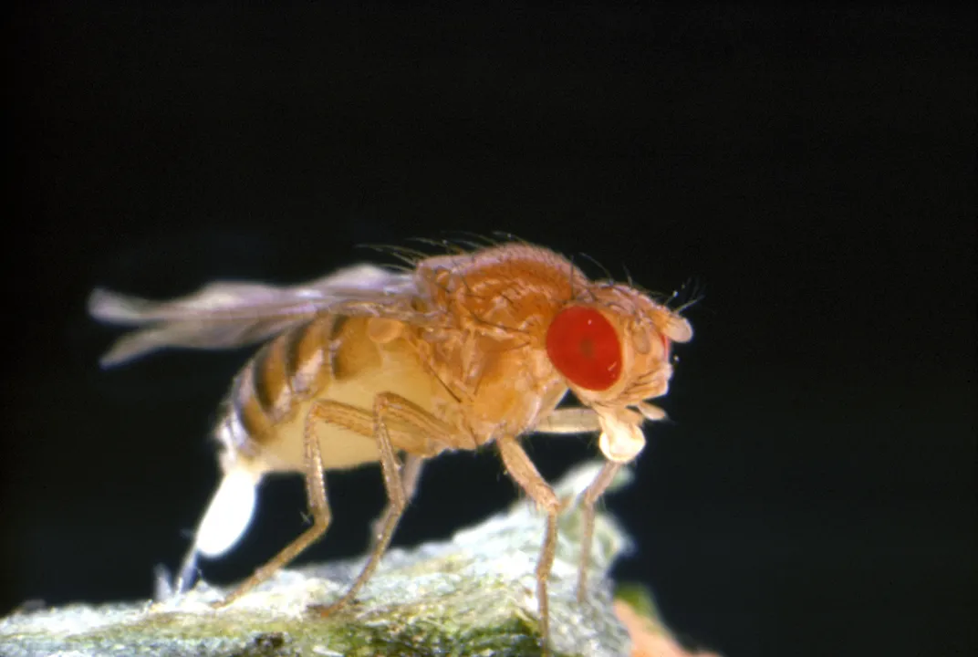 Common fruit fly