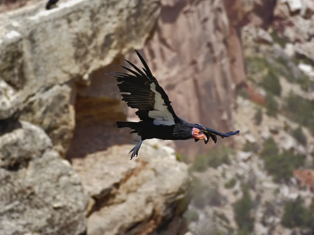 California condor in flight
