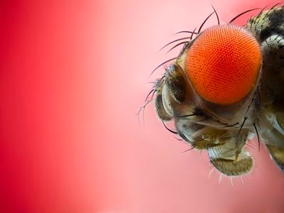 Itty-bitty insects have an outsized impact on human culture.