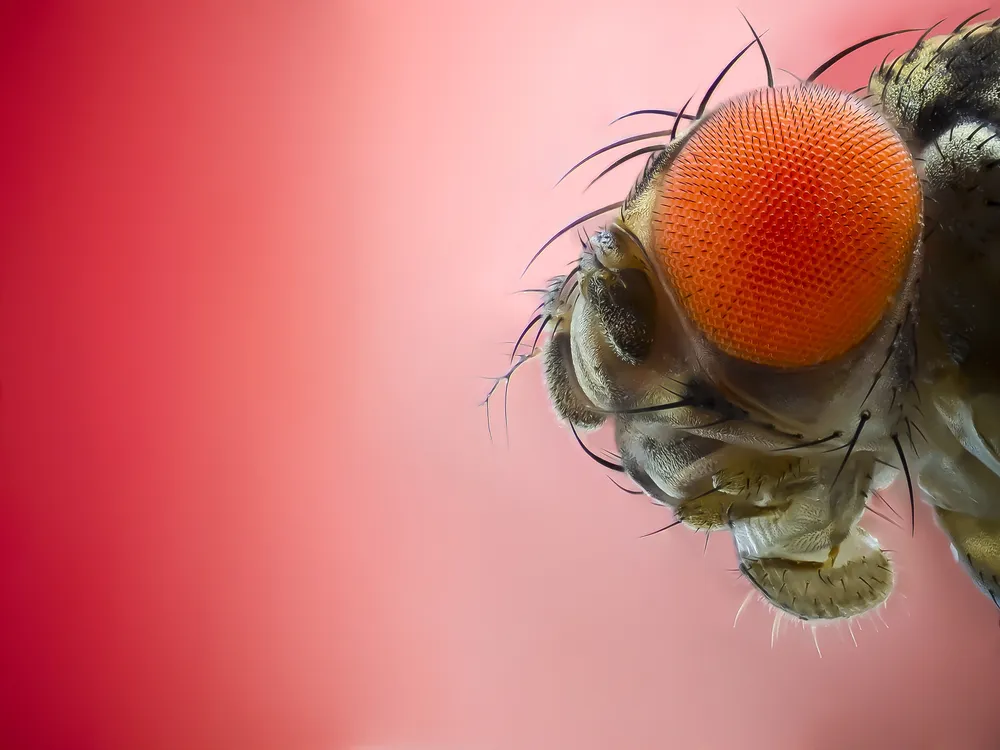 Close-up of fruit fly