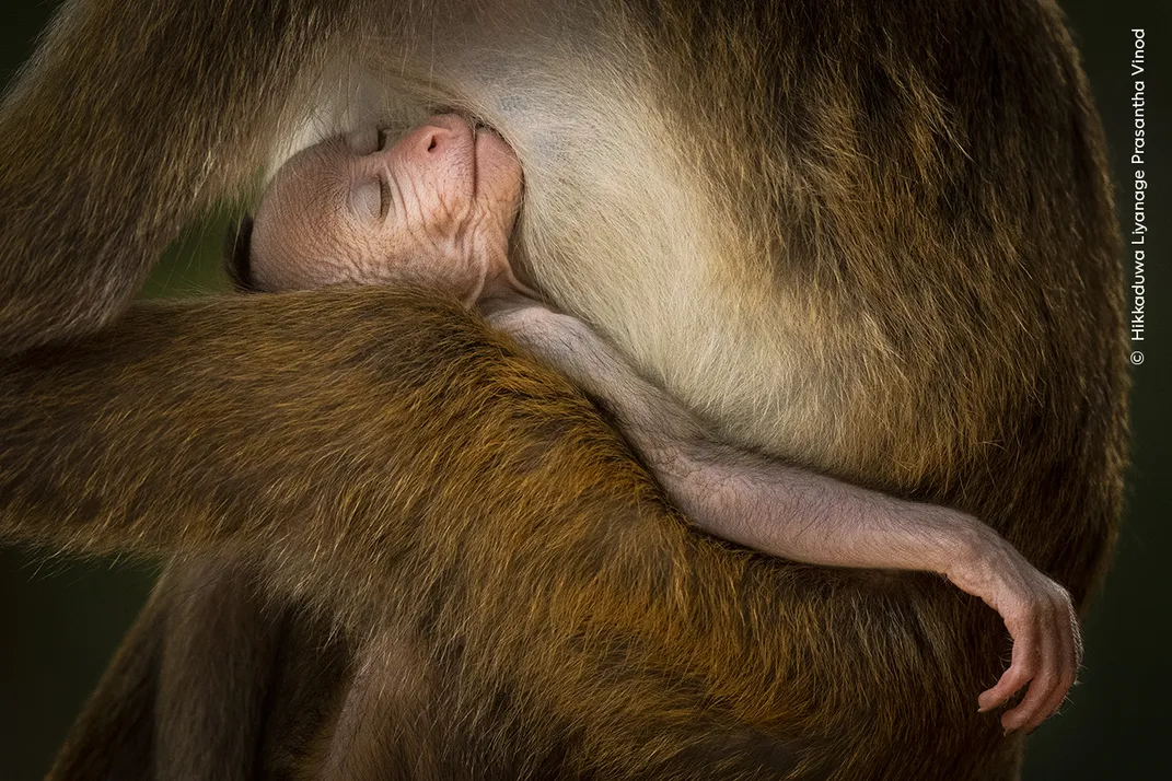a young monkey sleeps in its mothers arms