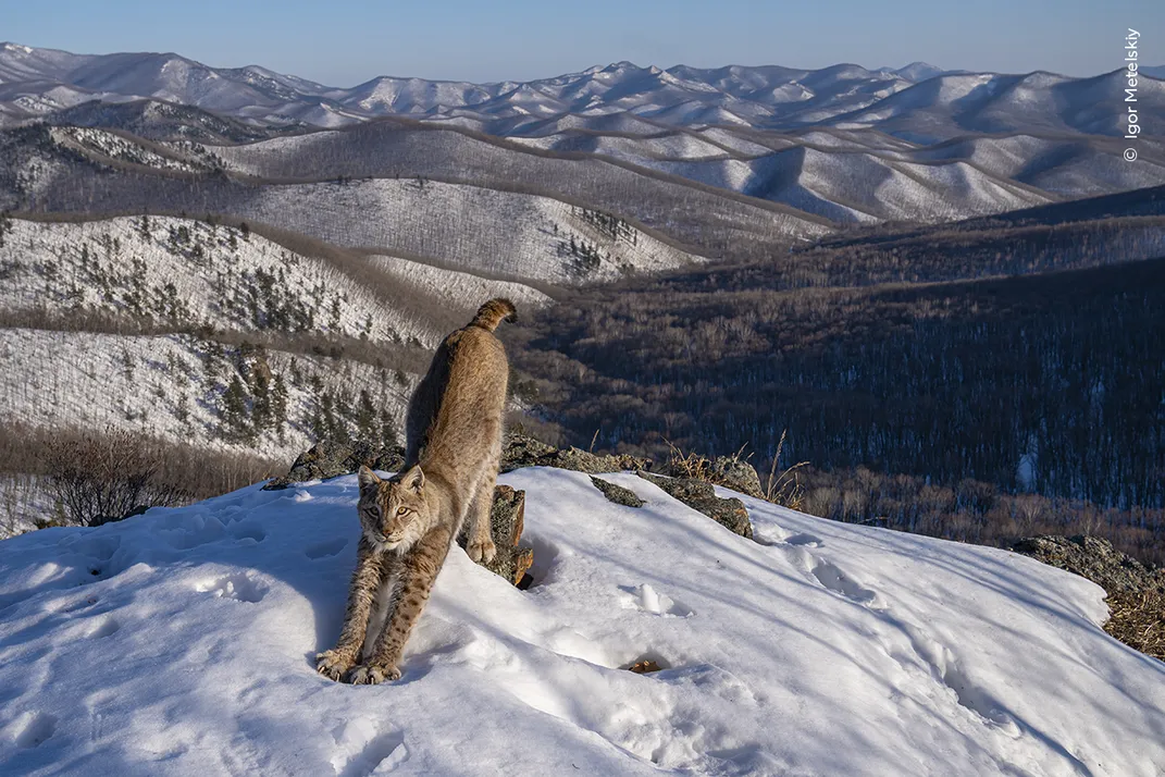 a lynx stretches on a snowy mountain cliffside overlooking a backdrop of peaks