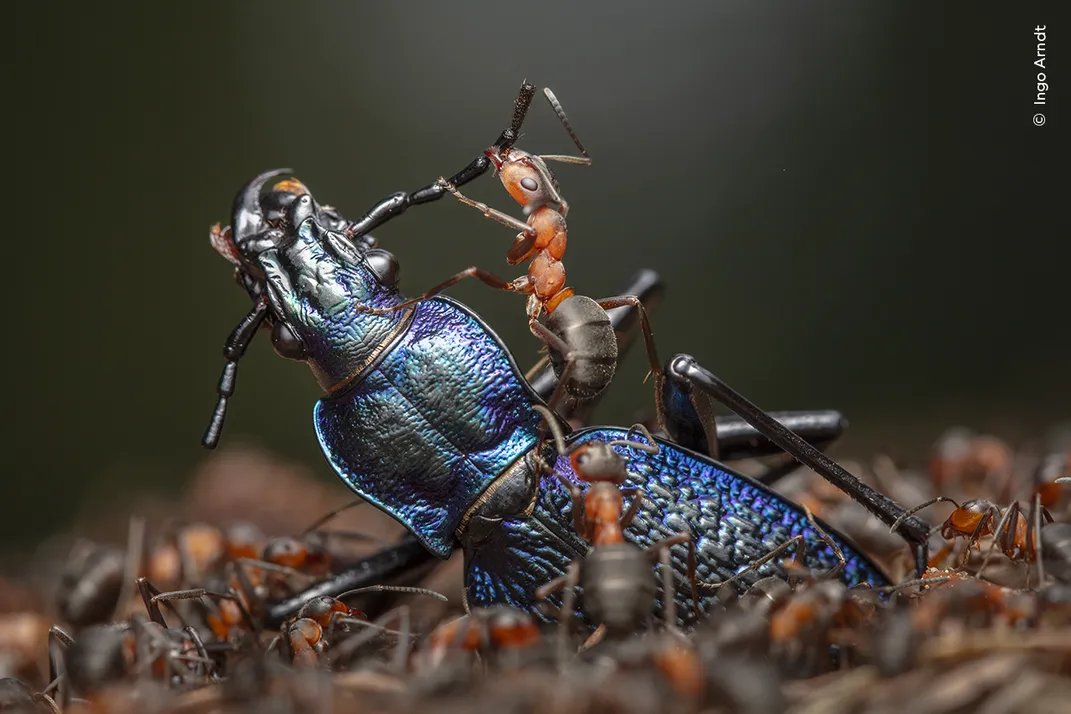 a swarm of red-colored ants surrounds a much-larger, black beetle. One ant climbs onto the beetle and grabs one of its legs to pull it apart