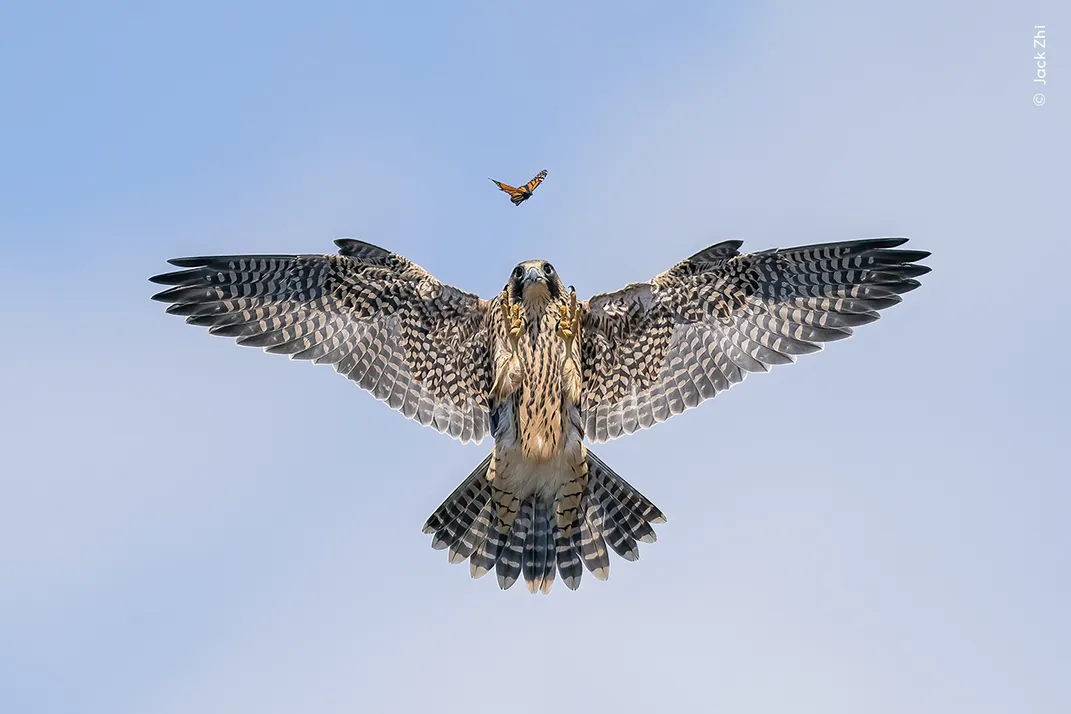 a young peregrine falcon flies upward toward a small butterfly