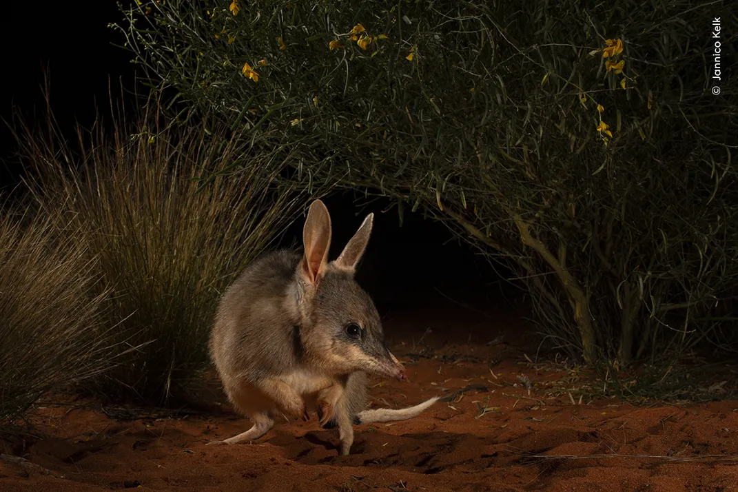 a marsupial with large ears and a narrow snout, sits on sand in front of plants in the darkness