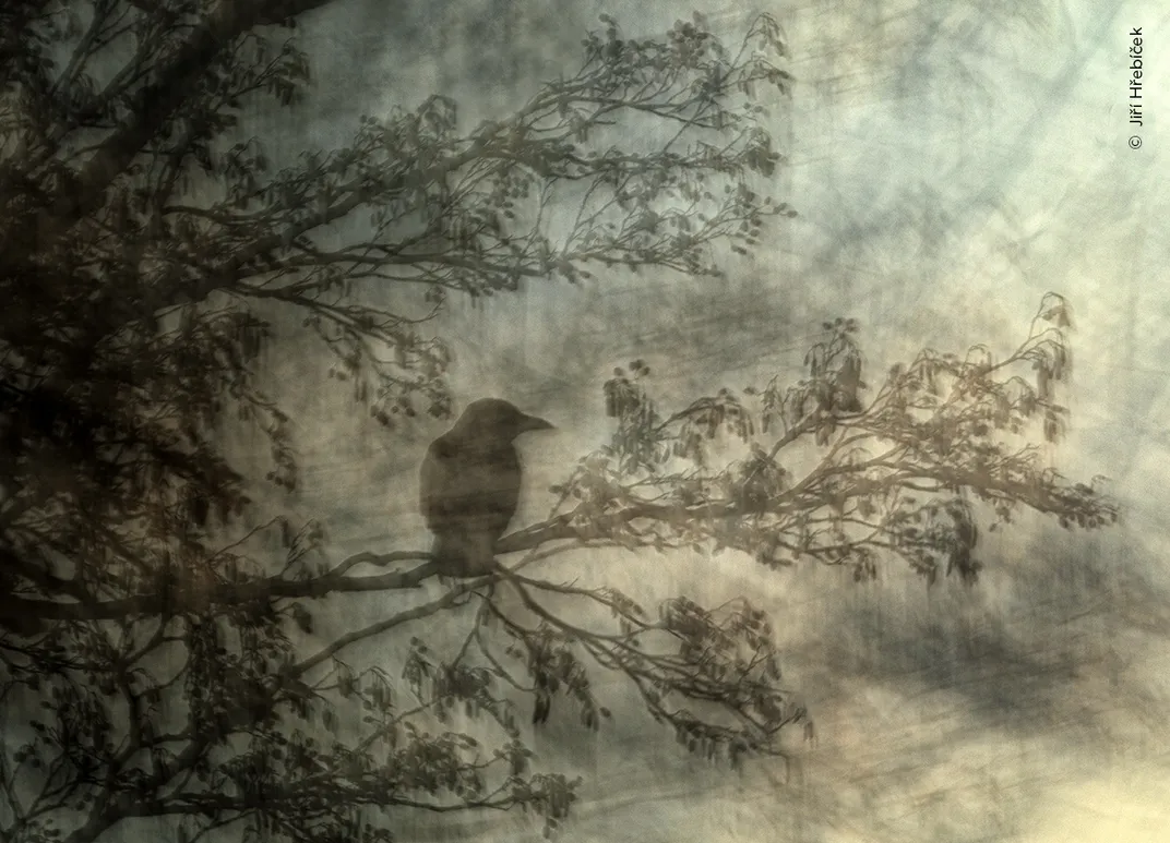 a crow sits on a branch and appears to be painted, like a hazy impressionist artwork