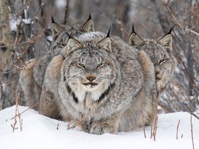 Two lynx shelter from the wind behind their parent, who looks into the camera.
