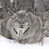 See 15 Winning Images From the Wildlife Photographer of the Year Contest icon