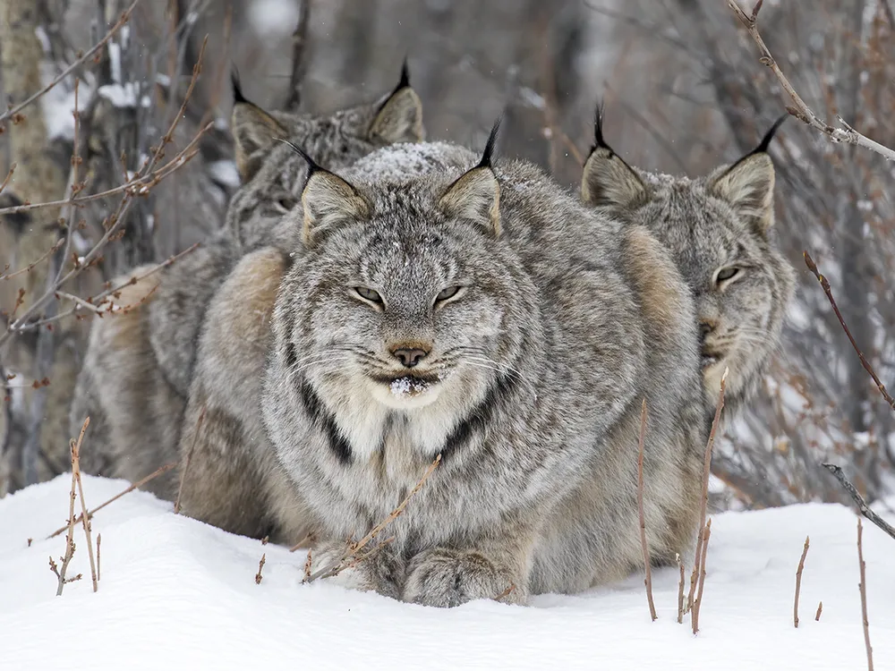 a lynx stands in the snow, staring into the camera, with two other lynx partially visible behind it