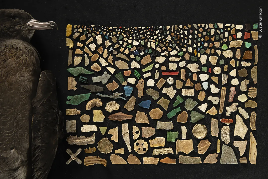 a dead, black shorebird lies next to a mosaic of small pieces in browns, greens, reds and whites