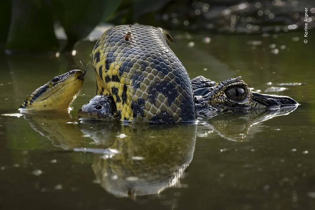 a snake with two insects on its back is wrapped around a caiman in the water