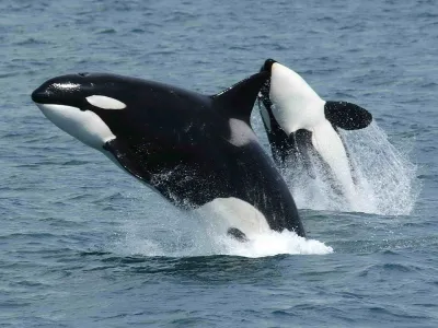 Orcas are the oceans&rsquo; apex predator, even outranking the great white shark, but their hunting behaviors are still not fully understood by scientists.